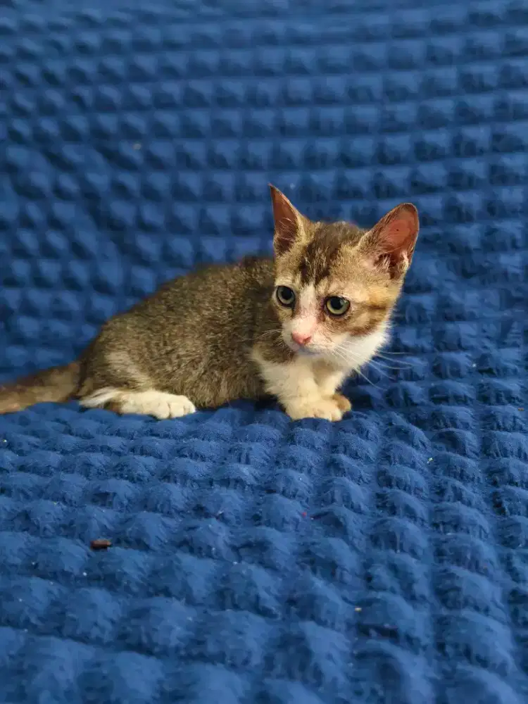 Munchkin cebol jantan murah