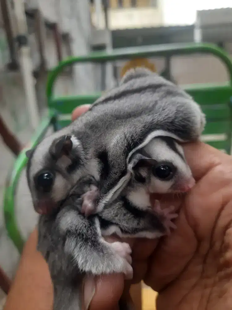 SUGAR GLIDER ANAKAN JANTAN