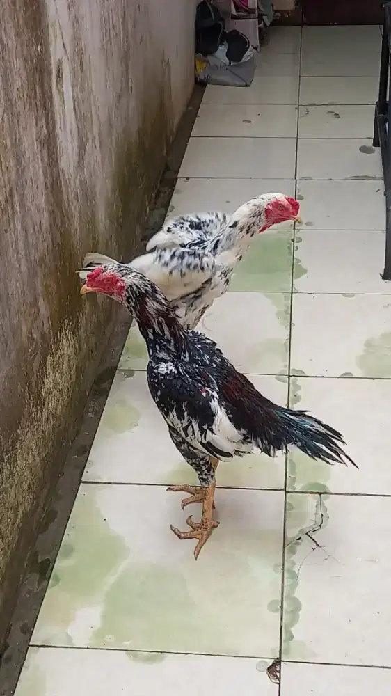 Ayam bangkok pakhoy