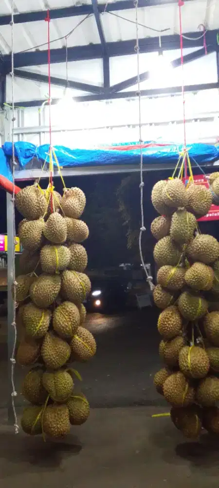 Durian monthong palu