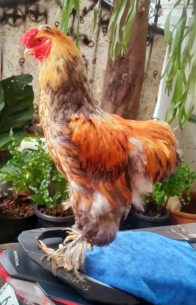 Ayam brahma sepasang di kalibata Jakarta Selatan