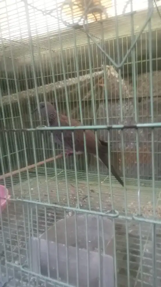 Tekukur kuk6s7 jantan garansi