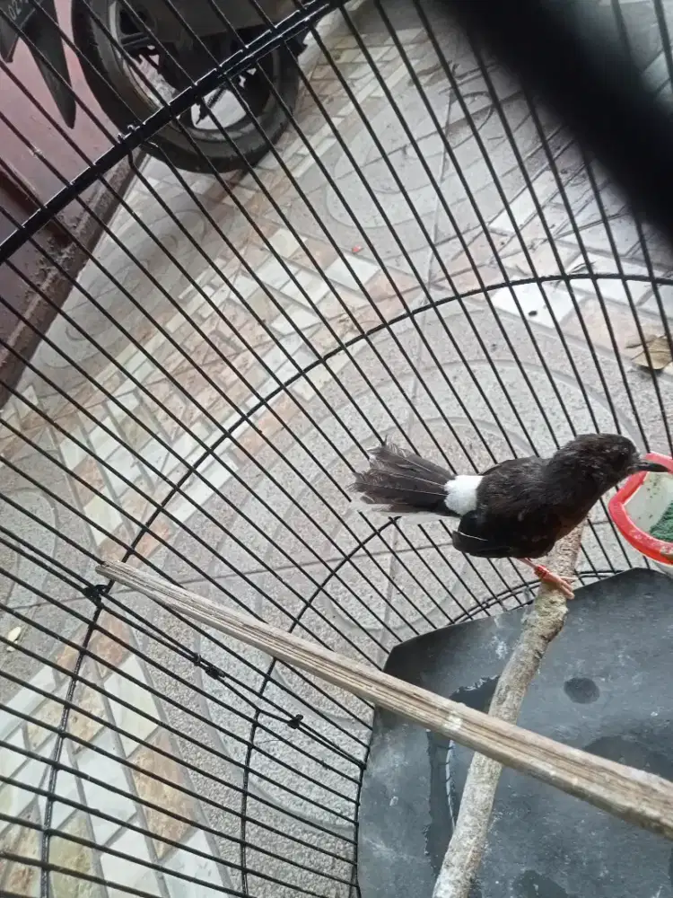 Murai batu trotol betina