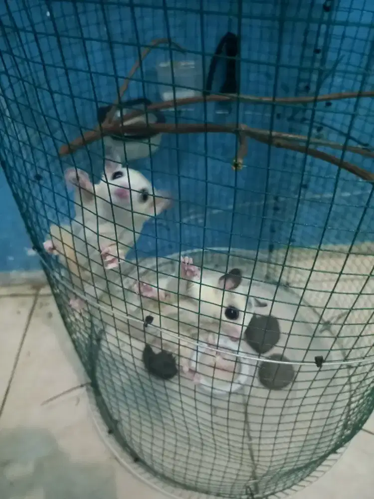 Paket 2 ekor Sugar glider