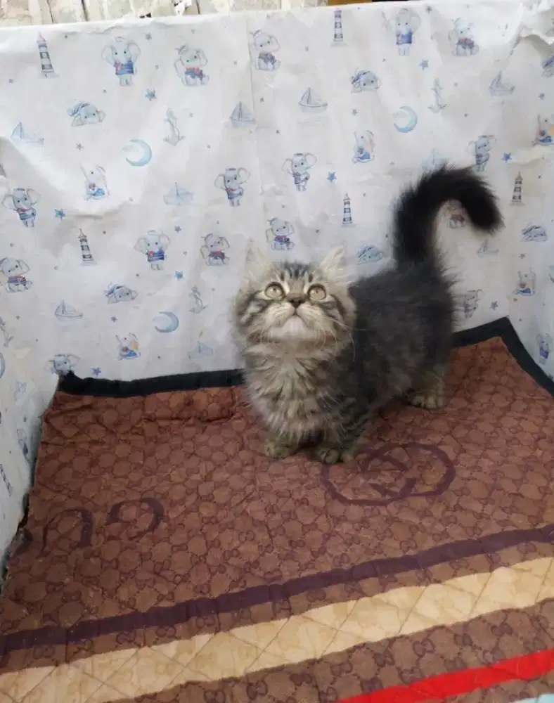 Munchkin longhair kaki Cebol 2bulan