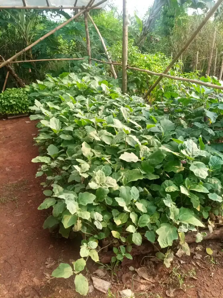 BIBIT TERONG UNGU