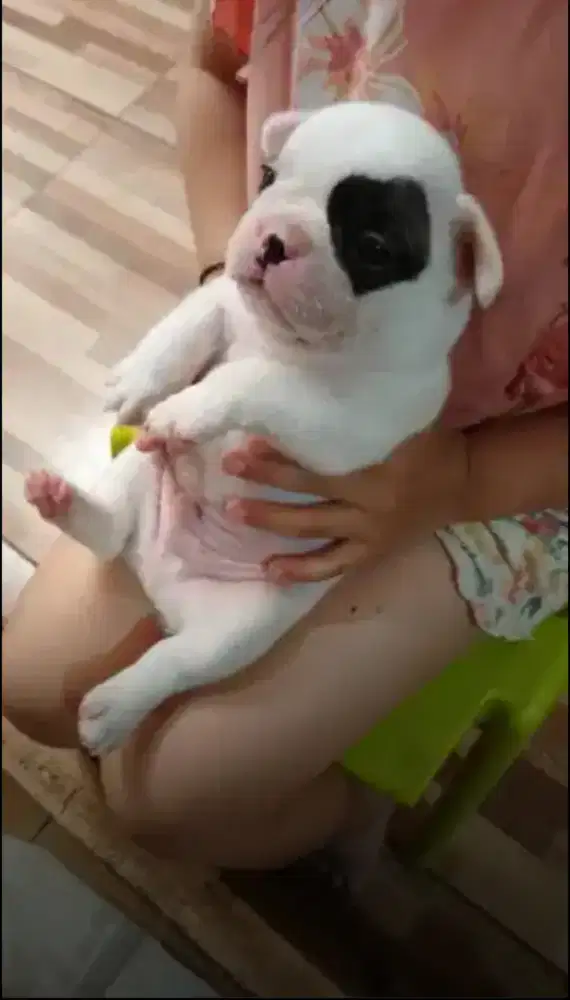 French Bulldog Jantan