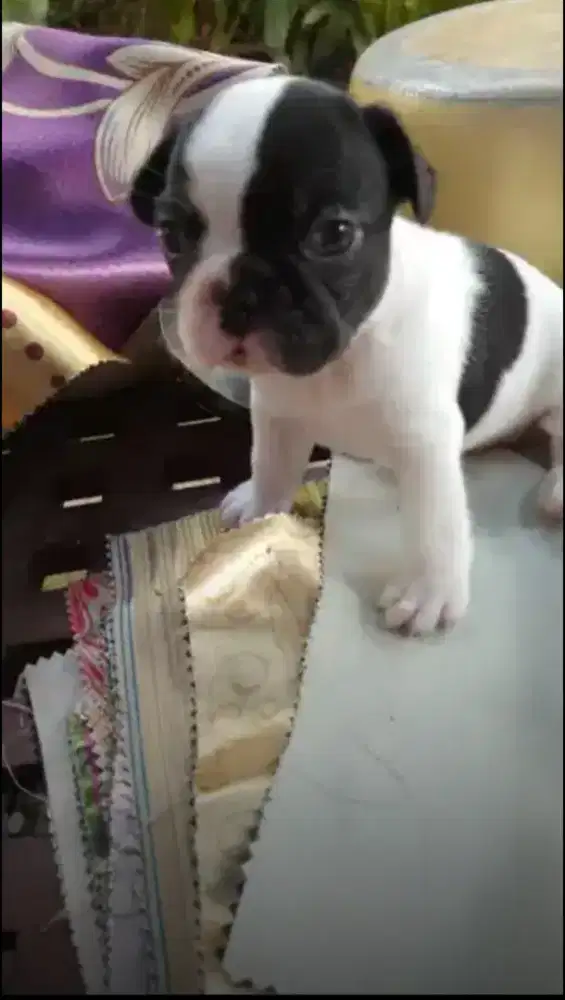 French Bulldog Betina
