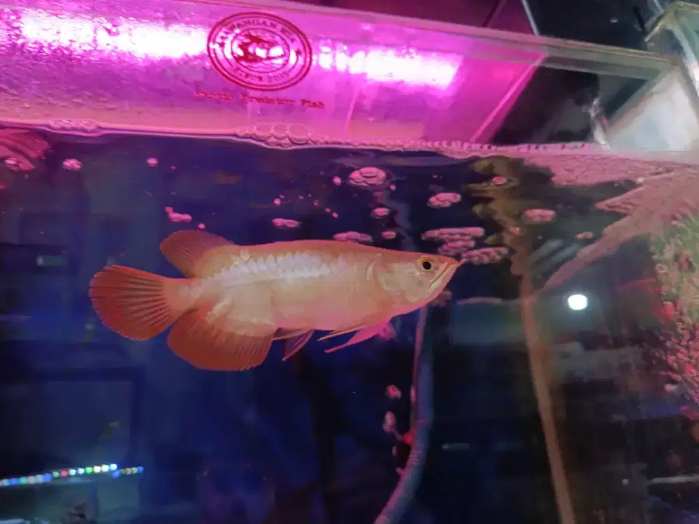 Ikan Arwana SB shortbody RedBanjar