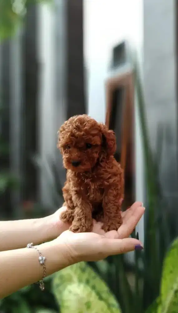 Red poodle Betina