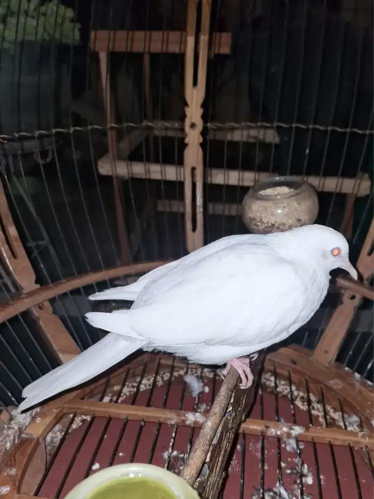 Tekukur Derkuku ALBINO Putih Kapas Mata Merah
