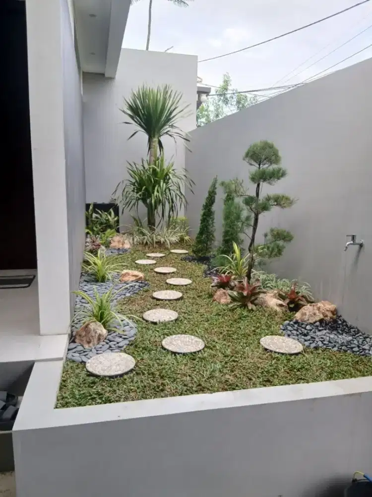 Rumput gajah mini per meter