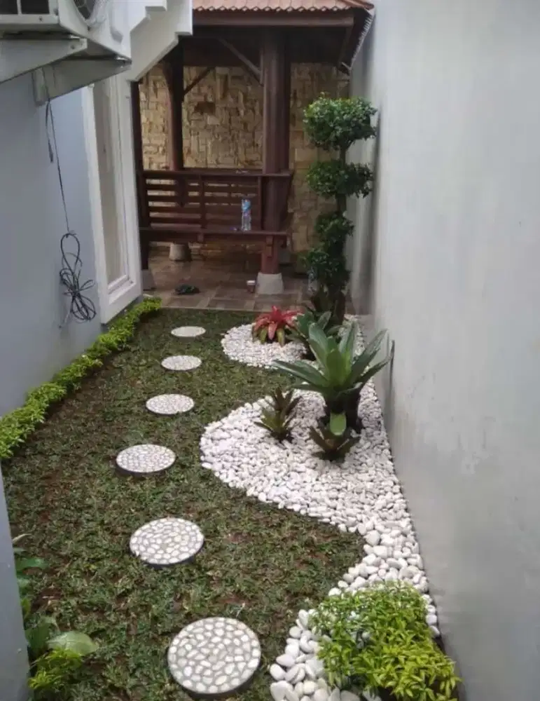 rumput gajah mini. Rumput taman per meter