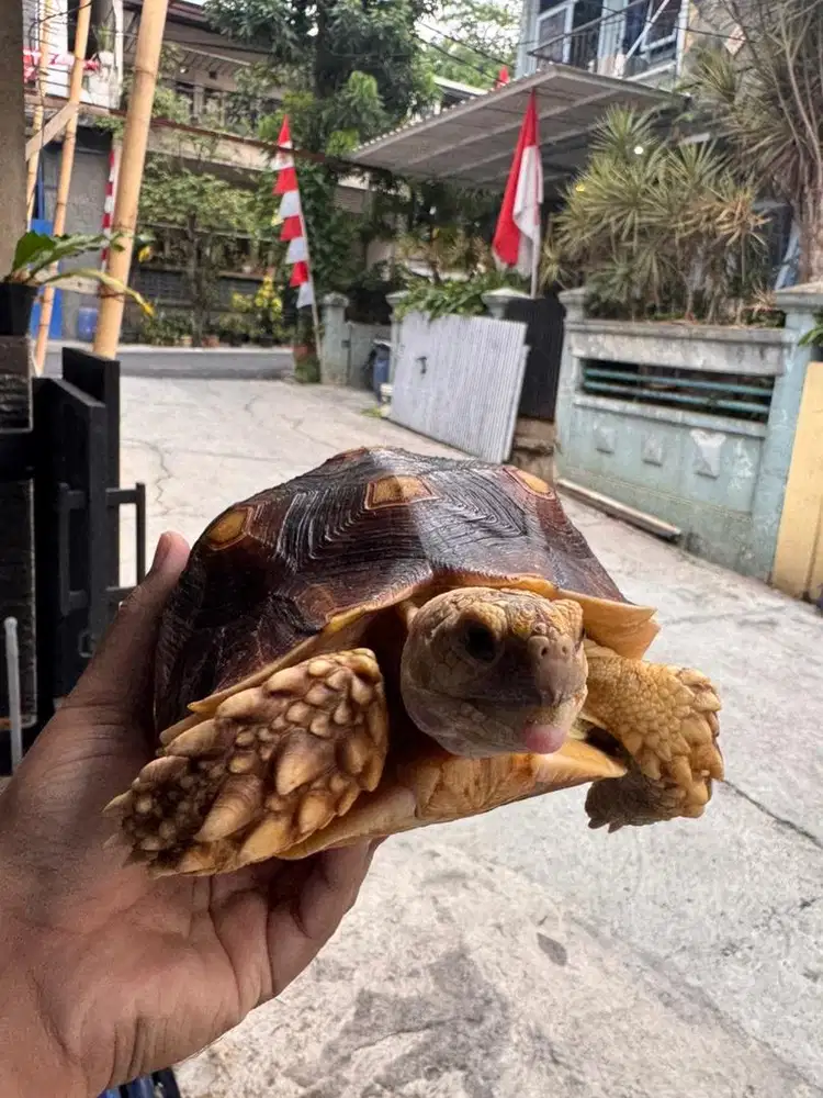 Dijual Sulcata 2 Ekor + Kandang Full Set