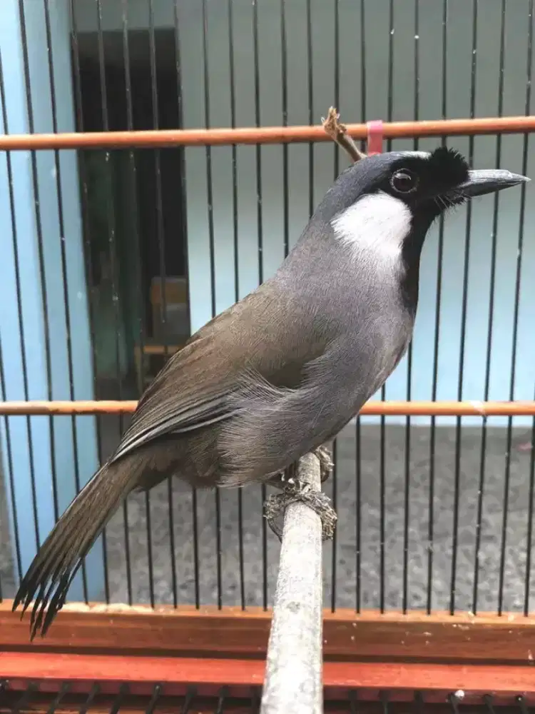 poksay hongkong muda hutan garansi jantan