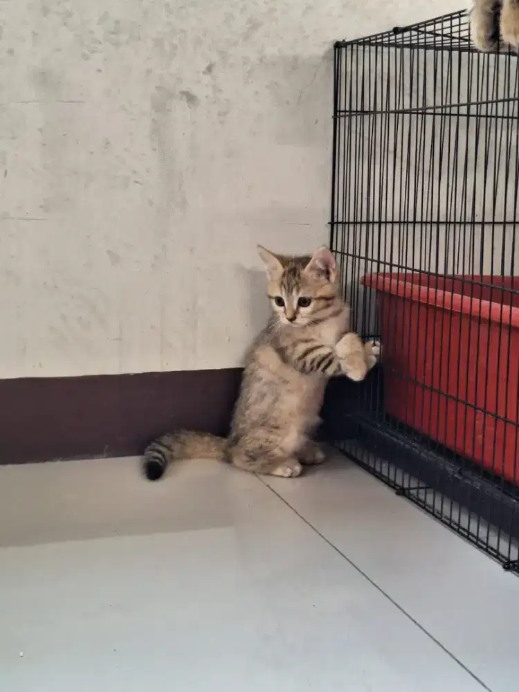 Open adopt kitten