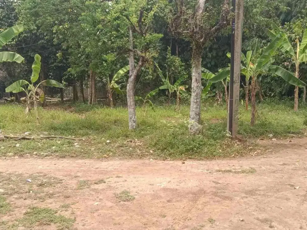 TANAH KEBUN MURAH DI RANCA BUNGUR HANYA 500 rb