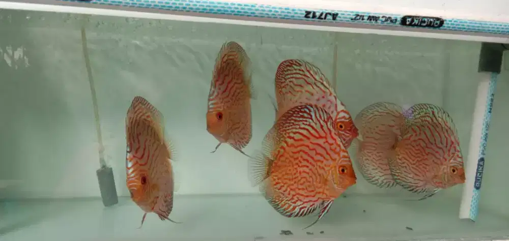 Ikan discus pigeon