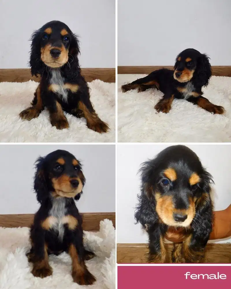 Anjing English Cocker Spaniel jantan & betina