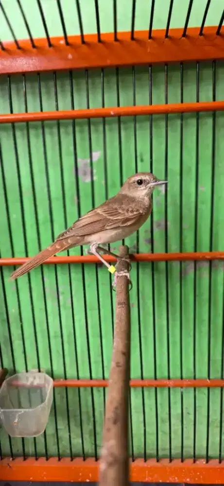 sikatann londo garansi jantan