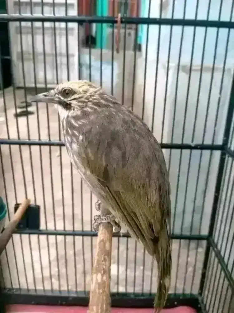 cucak rowo garansi jantan