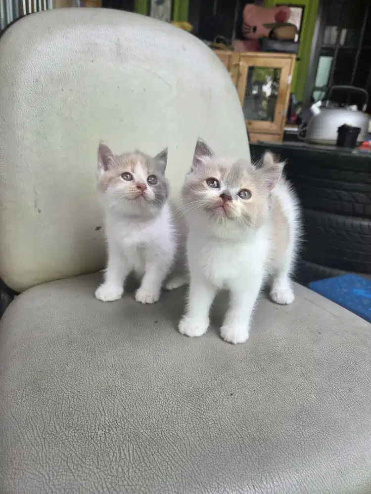 Bsh blue solid dan munchkin ns calico fawn borongan 1an boleh