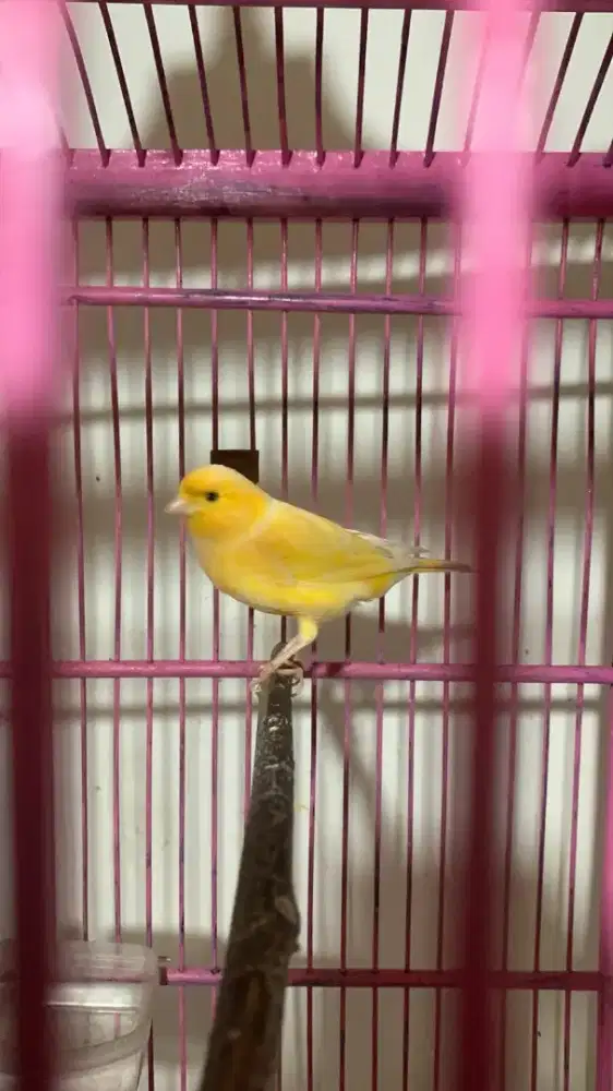 Kenari kuning gacor