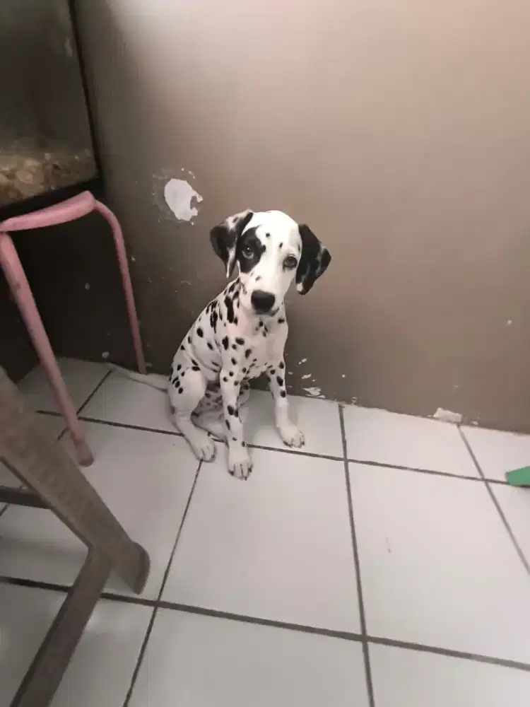 Dalmatian jantan vaksin