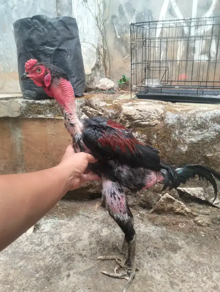 Ayam ganoi kaki gunung