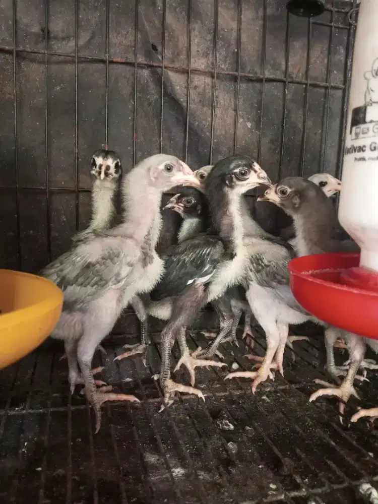 ayam pakhoy/brakot, 1'5  bulan darah menangan