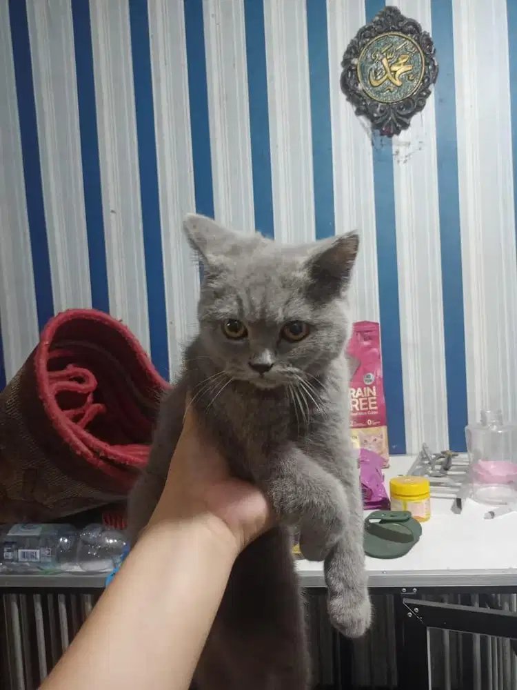 Bsh jantan 3 bulan