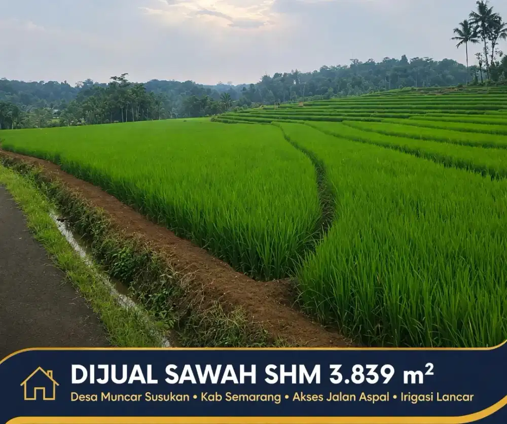 Di jual sawah aktif dan produktif