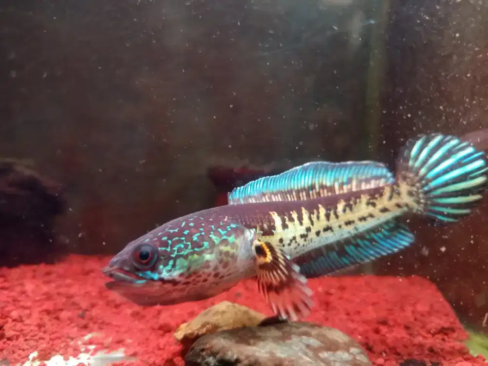 Ikan channa auranti