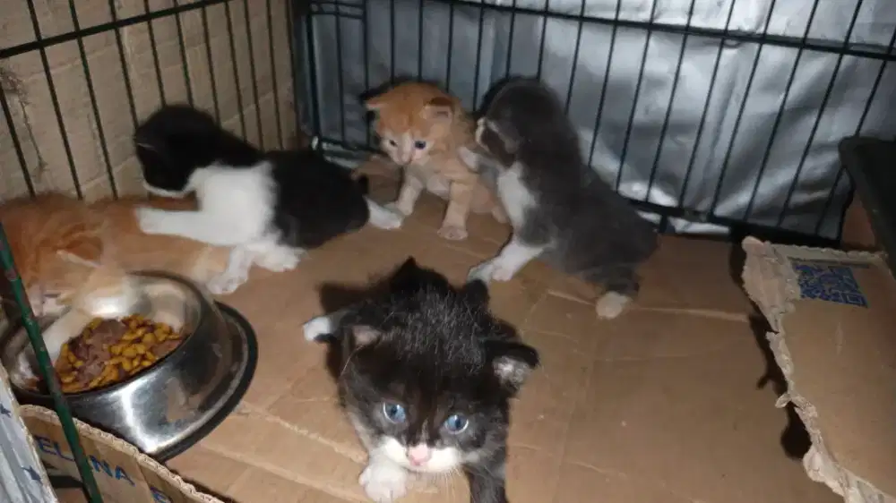 Kitten persia medium