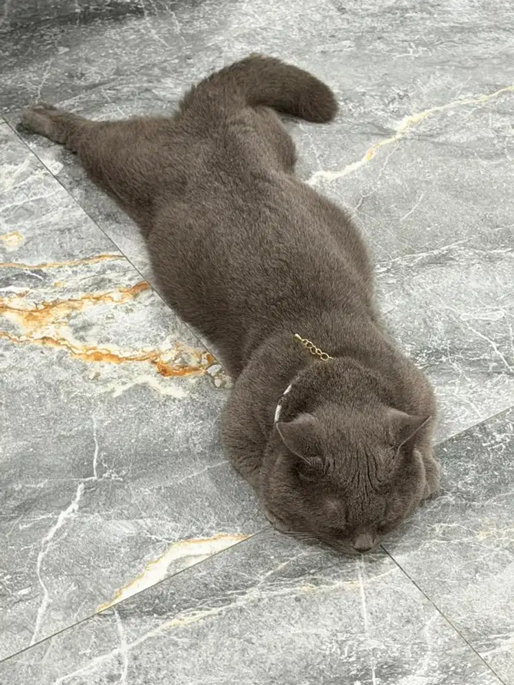 Adopt Kucing BSH Munchin Jantan