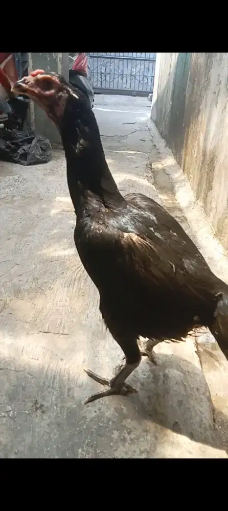 Ayam bangkok clasic betina trah import