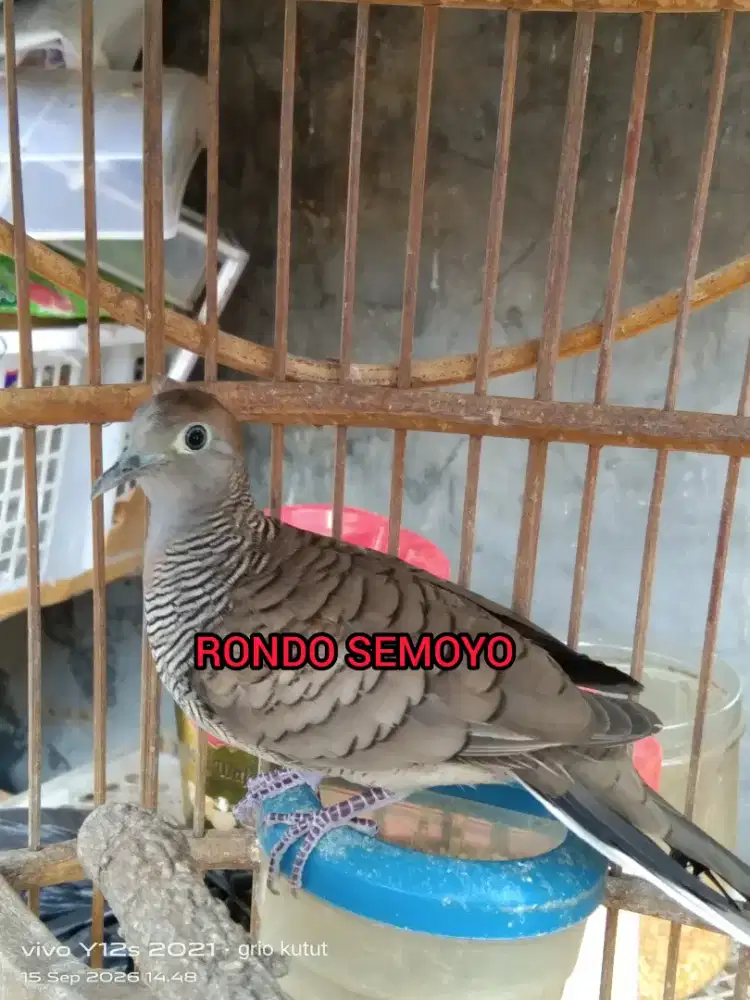 perkutut lokal katuranggan Rondo semoyo