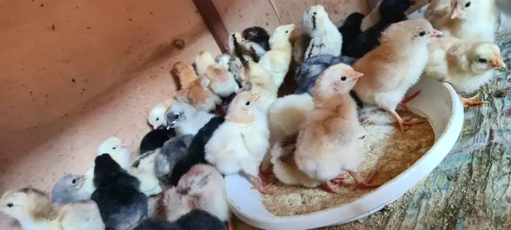 anak ayam sengkuni², BP³, Kub²