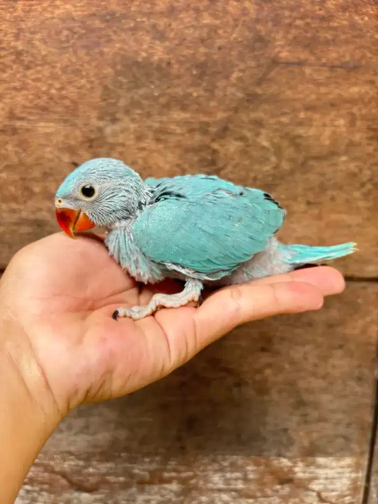 Burung IRN Blue Baby/Lolohan