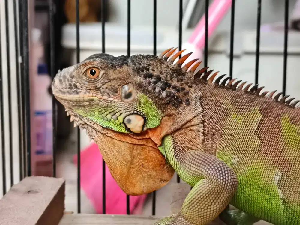 Red Iguana 60cm up