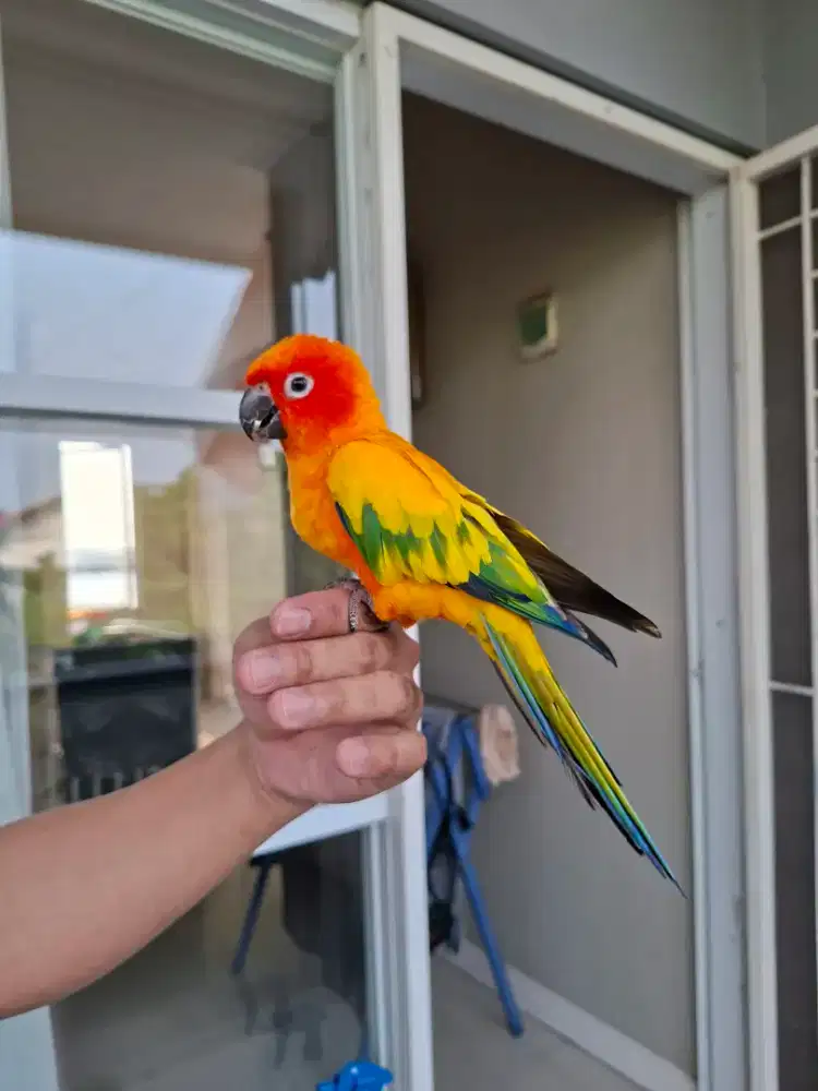Burung Sun Connure Jinak