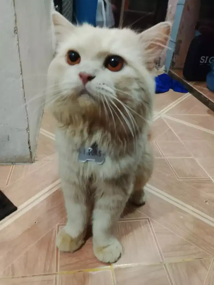 Kucing anggora dewasa