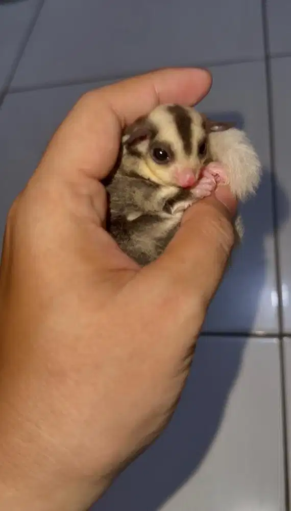 Sugar Glider Joey Mozaik Betina - Induk Creamino x White Mozaik