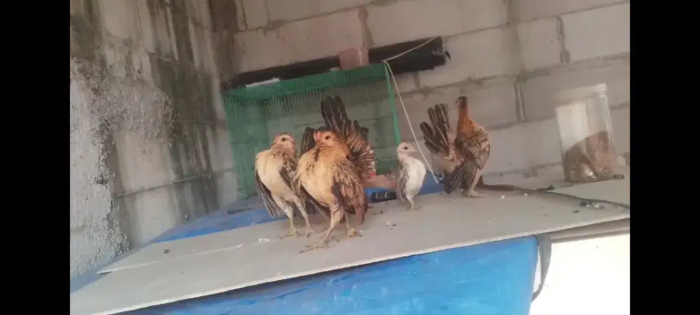 Ayam serama remaja