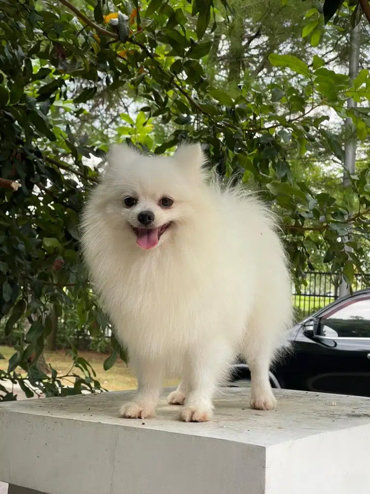 Pomerania anjing putih