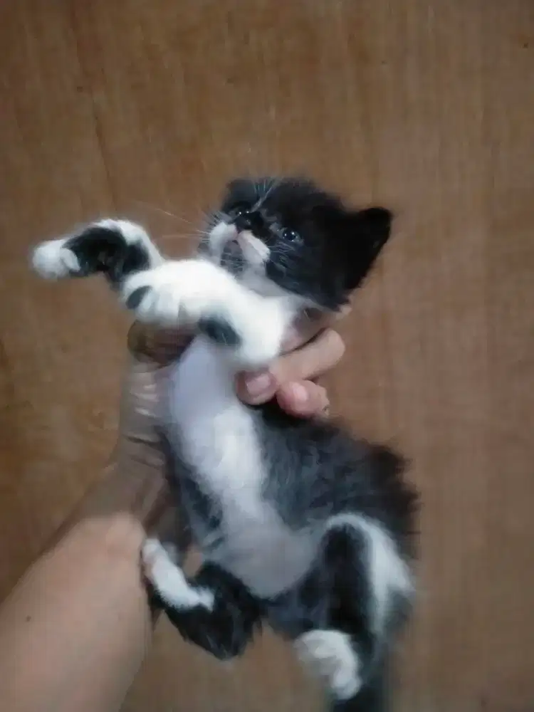 Mix kithen persia umur 1/5 bulan