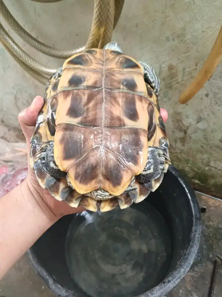 Kura kura brazil