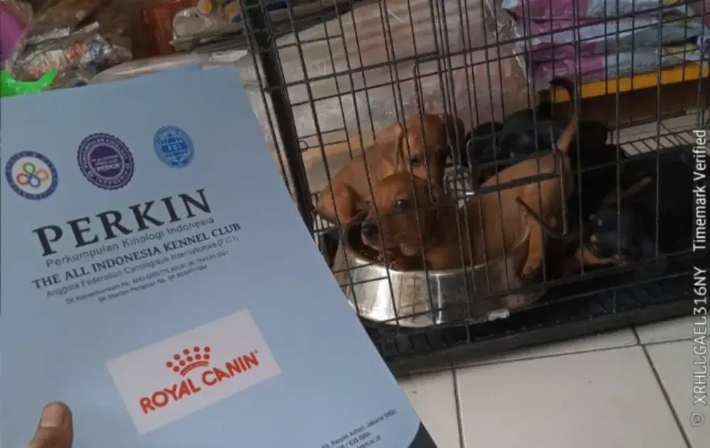 Puppy Tekel / dachshund