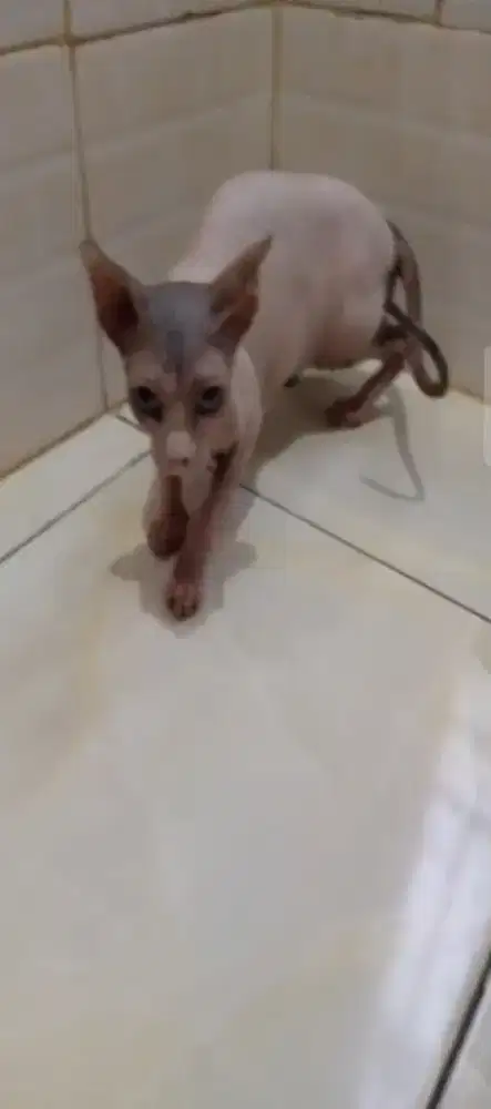 Kucing sphynk betina