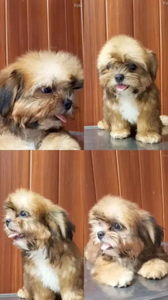 Puppy Shitzu pure